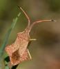 Syromastus rhombeus